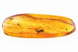 Fossil Minute Tree-Fungus Beetle (Ciidae) in Baltic Amber #310865-1